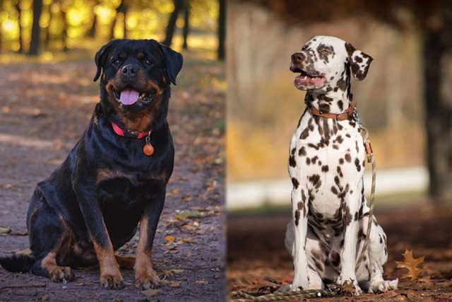 Découverte du Rottmatien : croisement entre Rottweiler et Dalmatien - infos