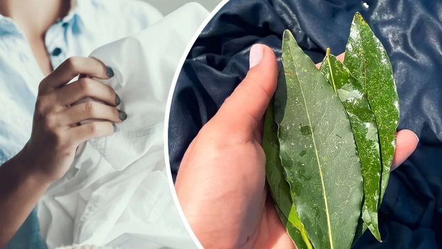 Jeter trois feuilles de laurier sur les vêtements : découvrez pourquoi ce type de linge est réservé à la blanchisserie
