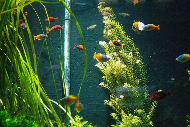 Le guide ultime pour planter et entretenir les zostères dans votre aquarium : conseils pratiques et astuces d'experts