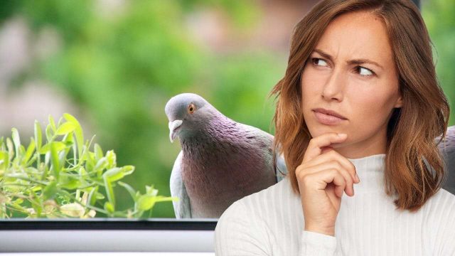 Pigeons et oiseaux aux fenêtres : découvrez comment les éloigner définitivement grâce à la méthode oiseau !