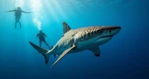 Observation des requins-tigres Ă Umkomaas, Kwazulu-Natal Observation des requins-tigres Ă Umkomaas, Kwazulu-Natal