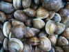 Les secrets pour réussir la cuisson des palourdes Les secrets pour réussir la cuisson des palourdes