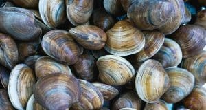Les secrets pour réussir la cuisson des palourdes Les secrets pour réussir la cuisson des palourdes