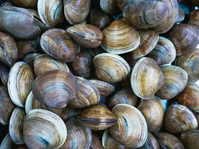 Les secrets pour réussir la cuisson des palourdes