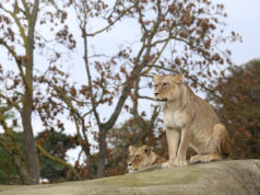 Terres de Nataé : l’ancien zoo devient un sanctuaire pour les animaux de cirque maltraités ancien zoo Terres de Nataé