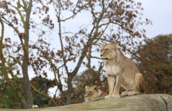 Terres de Nataé : l’ancien zoo devient un sanctuaire pour les animaux de cirque maltraités ancien zoo Terres de Nataé