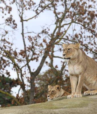 Terres de Nataé : l’ancien zoo devient un sanctuaire pour les animaux de cirque maltraités ancien zoo Terres de Nataé