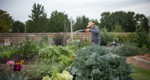 3 légumes, 2 arrosages par semaine, 10 cm de paillage, l’erreur d’été qui les fait dépérir au potager Pourquoi l'arrosage du soir piège autant de jardiniers en été: Reworld Media décrit une scène très fréquente: fin de journée, chaleur qui retombe, tuyau d'arrosage en main, et l'envie de rafraîchir le potager. C'est un réflexe compréhensible, parce qu'il colle au - illustration