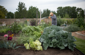 3 légumes, 2 arrosages par semaine, 10 cm de paillage, l’erreur d’été qui les fait dépérir au potager Pourquoi l'arrosage du soir piège autant de jardiniers en été: Reworld Media décrit une scène très fréquente: fin de journée, chaleur qui retombe, tuyau d'arrosage en main, et l'envie de rafraîchir le potager. C'est un réflexe compréhensible, parce qu'il colle au - illustration