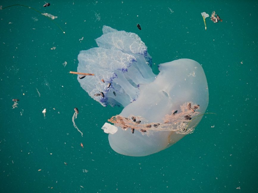 Méduses accumulées près des filtres de prise d’eau industrielle